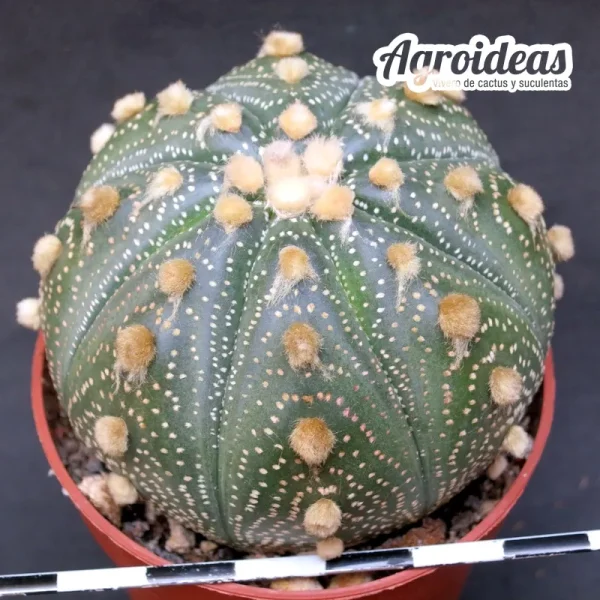 Astrophytum asterias "Ooibo" AKABANA