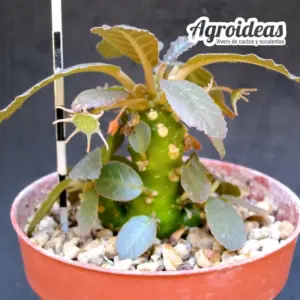 Dorstenia foetida, Yemen
