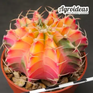 Gymnocalycium X friedrichii lB2178 «Aguadulce» Variegata