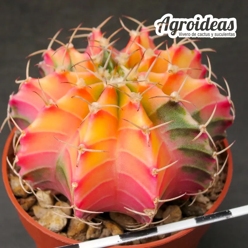 Gymnocalycium X friedrichii lB2178 «Aguadulce» Variegata