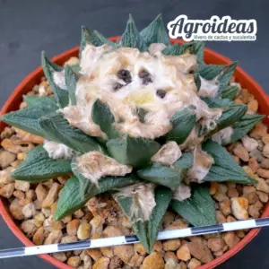 Ariocarpus retusus X bravoanus "Ejemplar 13 años"