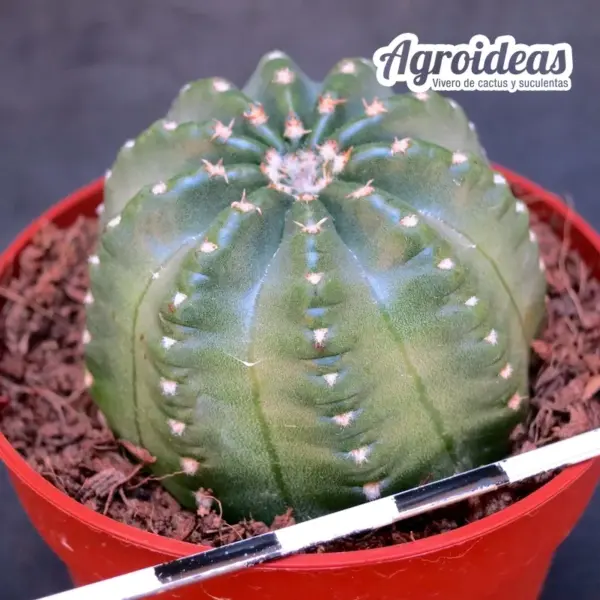 Echinocereus cv. hipólito (Ex. Agroideas) - Imagen 2