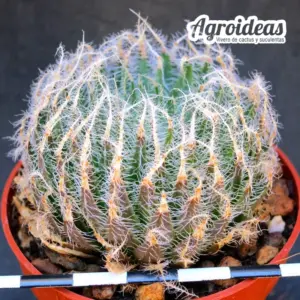 Haworthia arachnoidea var. aranea "North of Vergelegen"