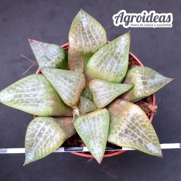 Haworthia comptoniana "Willowmore"