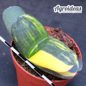 Gasteria X armstrongii «Variegata»