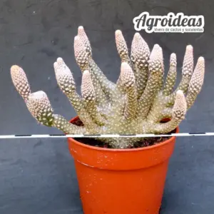 Puna clavaroides "Selección"