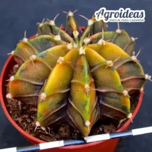 Gymnocalycium X Aguadulce «Variegata»
