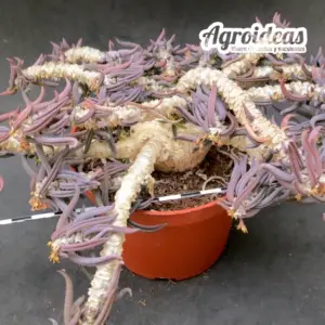 Euphorbia cylindrifolia ssp. tuberifera "seedling 15 años"