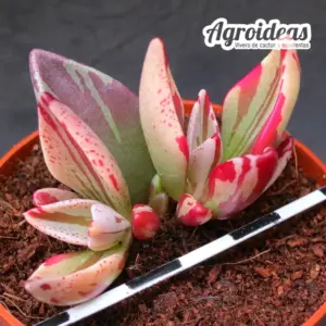 Lenophyllum guttatum "Red variegata"