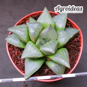 Haworthia mutica "Nort of proteum"