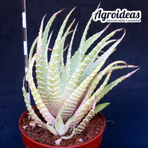 Haworthia fasciata "Alba Variegata"