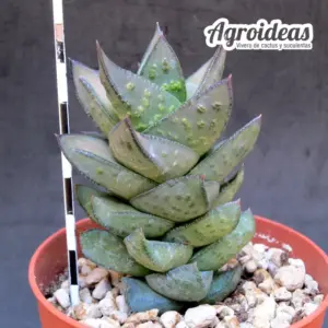 Astroloba bullulata "ejemplar"