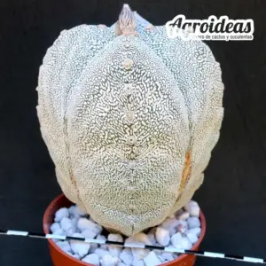 Astrophytum V-zuka quadricostatum "Ejemplar"
