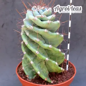 Cereus “Spiralis” Ejemplar