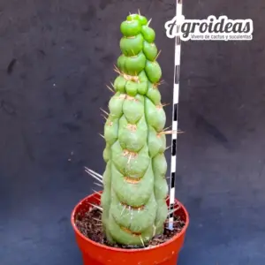 Eulychnia castanea "varispiralis"