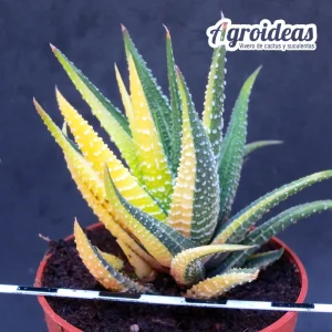 Haworthia fassciata «variegata»
