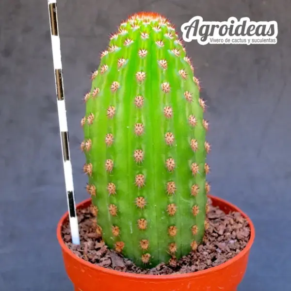 Borzicactus "Aureispina" - Imagen 2