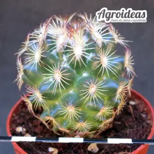 Coryphantha delicata "fr. Cedros, Zacatecas"