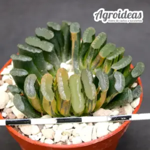 Haworthia "Illumination"
