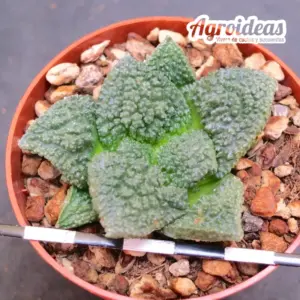 Ariocarpus fissuratus cv. Godzilla