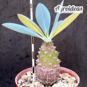 Euphorbia pachypodioides