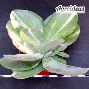 Crassula dubia "Variegata"