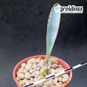 Albuca dilucula "SW Lainburg"