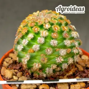 Mammillaria hernandezii