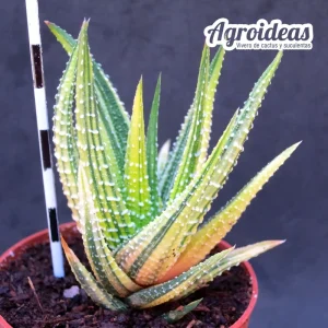 Haworthia fassciata «variegata»