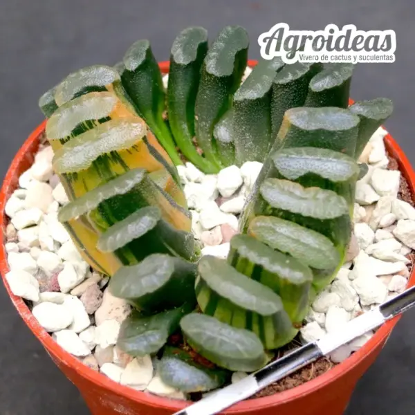 Haworthia "Illumination" - Imagen 2