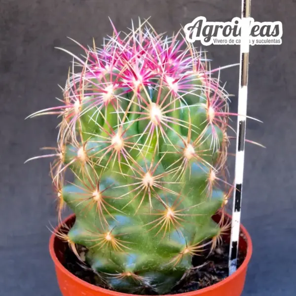 Thelocactus bicolor var. tricolor