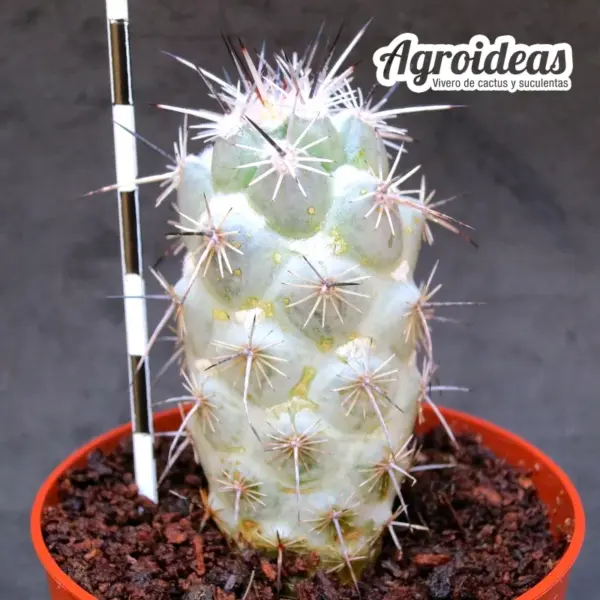Neolloydia matehualensis - Imagen 2