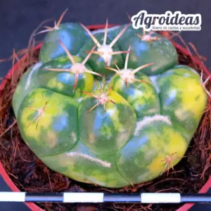 Coryphantha elephantidens «variegata»