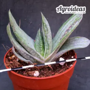 Gasteria aramatsu