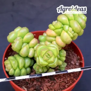 Crassula marchandii
