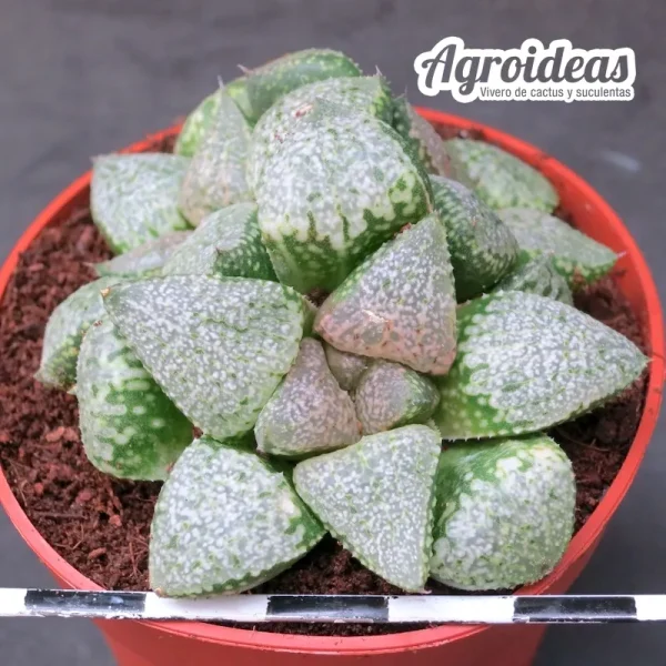 Haworthia picta ‘tricolor’ GM256, Rooiberg Pass - Imagen 2
