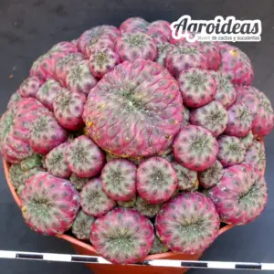 Sulcorebutia rauschii var. violacidermis "Gran ejemplar"