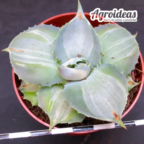 Agave potatorum "Shoji- raijin" - Imagen 2