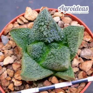 Ariocarpus fissuratus cv. Godzilla