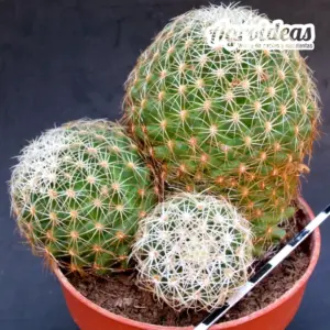 Mammillaria napina "Selección"