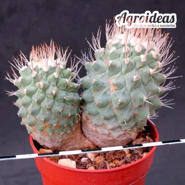 Strombocactus disciformis «bicéfalo» Selección
