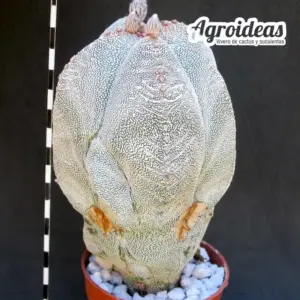 Astrophytum V-zuka "Ejemplar"