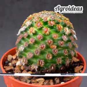 Mammillaria hernandezii