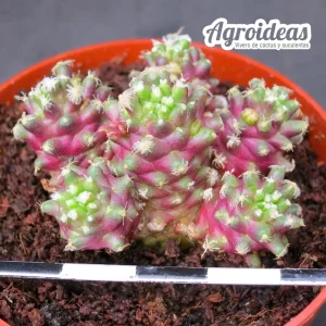 Mammillaria theresae "Seleccón"