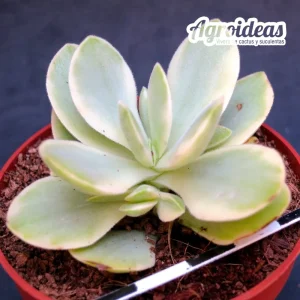 Crassula swaziensis "Variegata"
