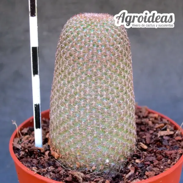 Lobivia bonnieae - Imagen 2