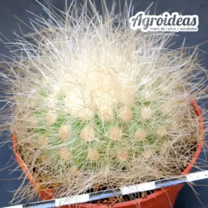 Copiapoa krainziana var. scopulina