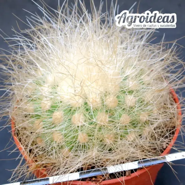 Copiapoa krainziana var. scopulina