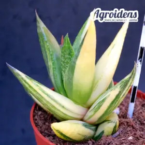 Haworthia glabrata "variegata"
