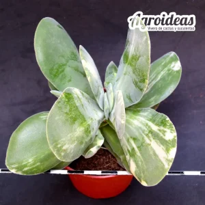 Crassula dubia "Variegata"